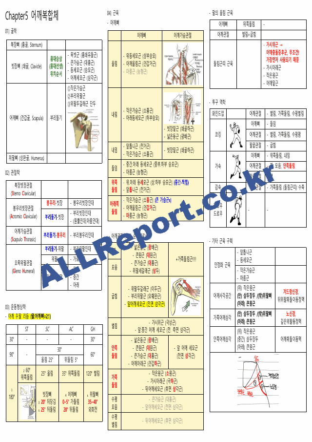 뉴만(해부학,운동학) 정리본(카셉시험) (3 페이지)